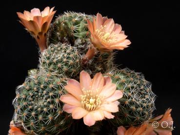 Mother plant