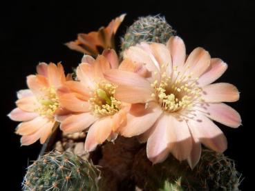 Mother plant