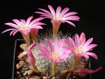 Flower of mother plant