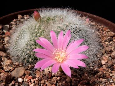 Preview: Flower of mother plant