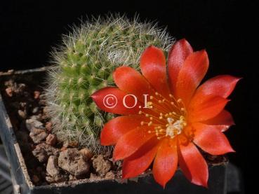 Mother plant