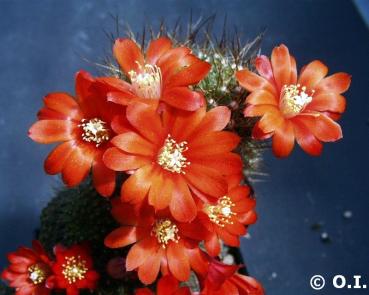 Flowers of mother plant