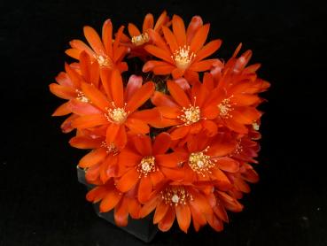 Flower of mother plant