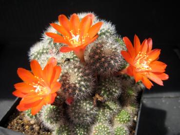 Flower of mother plant