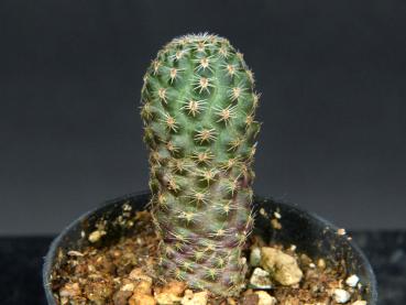 Preview: Sales plant (sample)