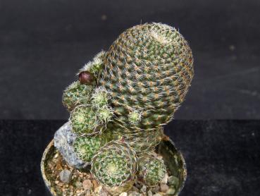 Preview: Sales plant (sample)