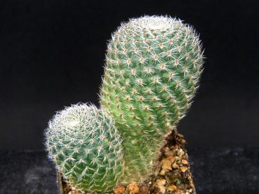 Preview: Sales plant (sample)