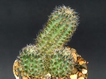 Sales plant (sample)