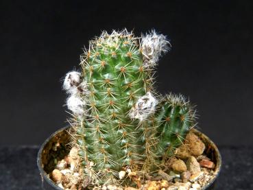 Plant for sale on April 21, 2025
