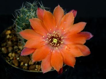 Flower of mother plant