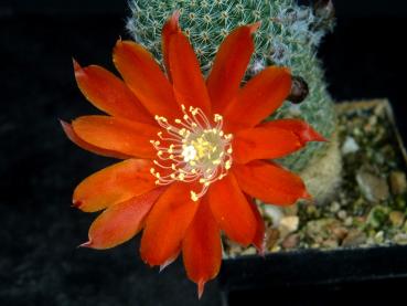 Motherplant with flowers