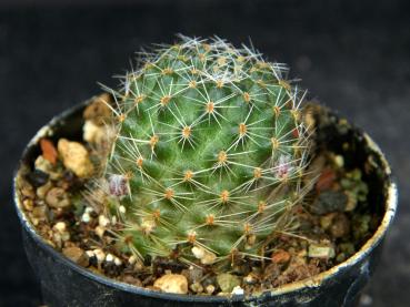 Sales plant (sample)