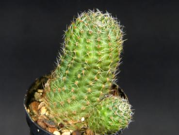 Sales plant (sample)