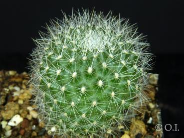Sales plant (sample)