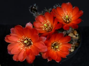 Mother plant with flowers