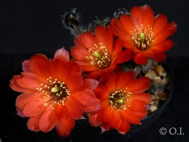 Mother plant with flowers
