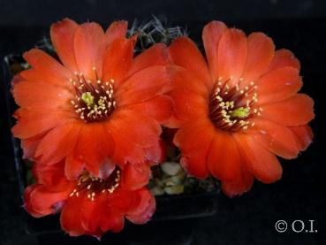 Flowers of mother plant
