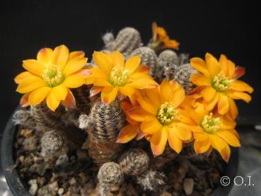 Rebutia diersiana WR631