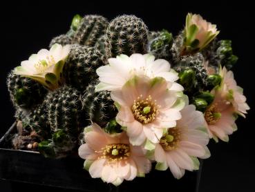 Mother plant with flowers