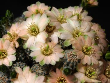 Preview: Mother plant with flowers