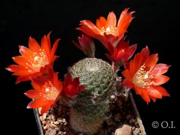 Mother plant