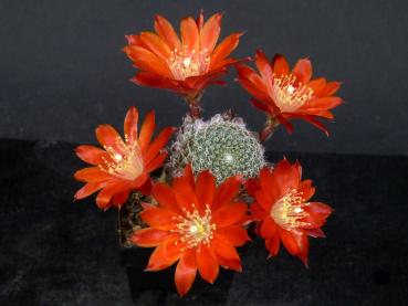 Mutterpflanze mit Blüten