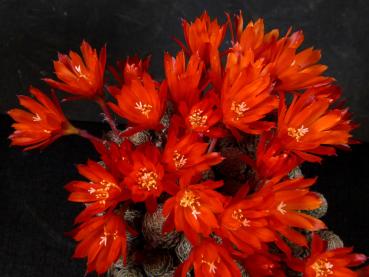 Preview: Flowers of motherplant
