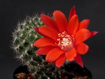 Flower of mother plant