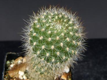Sales plant (sample)