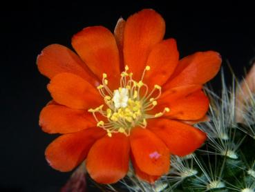Rebutia knuthiana