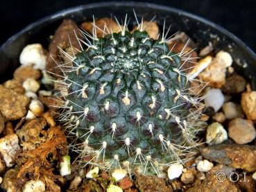 Sales plant (sample)