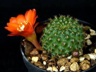 Flower of Mother plant