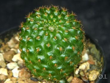 Sales plant (sample)