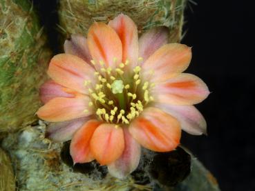 Flower of mother plant