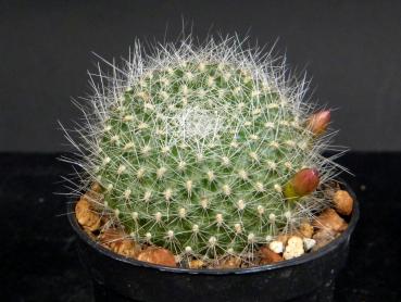 Preview: Sales plant (sample)