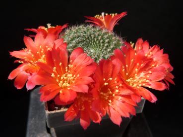 Motherplant with flowers