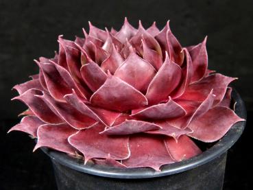 Sales plant (sample)