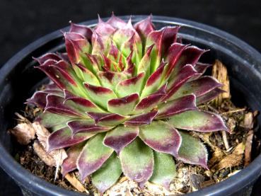 Preview: Sales plant (sample)