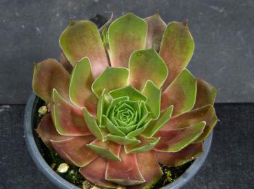 Sales plant (sample)