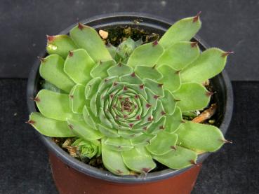 Sales plant (sample)
