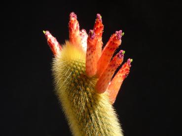 Blüten der Mutterpflanze