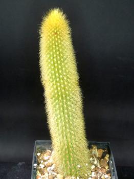 Preview: Verkaufspflanze (Beispiel)