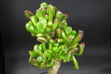 Sales plant (sample)