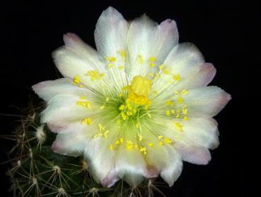 Blüte der Mutterpflanze