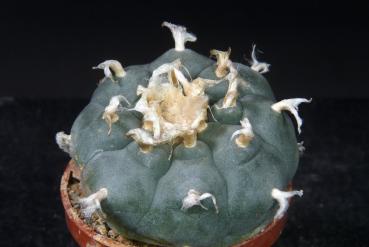 Preview: Sales plant Size L