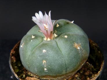 Preview: Verkaufspflanze (Beispiel)