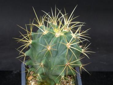 Preview: Ferocactus glaucescens