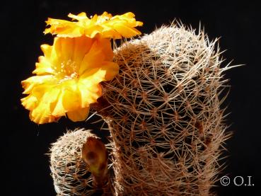 Sulcorebutia breviflora
