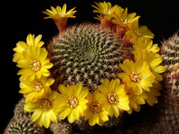 Flower of mother plant