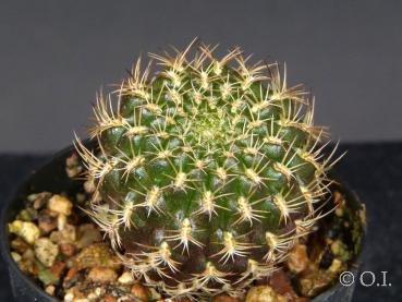 Sales plant (sample)